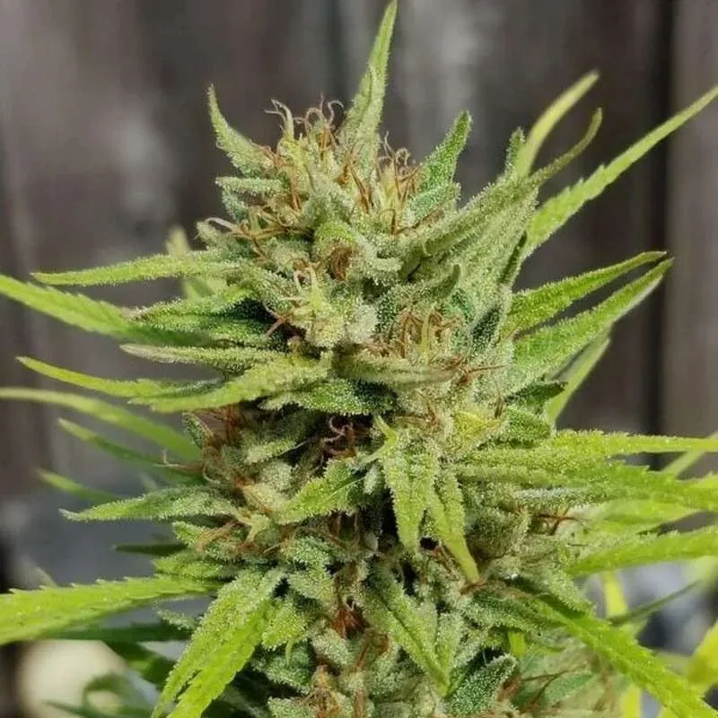 Jedi Mind Trip Colombian