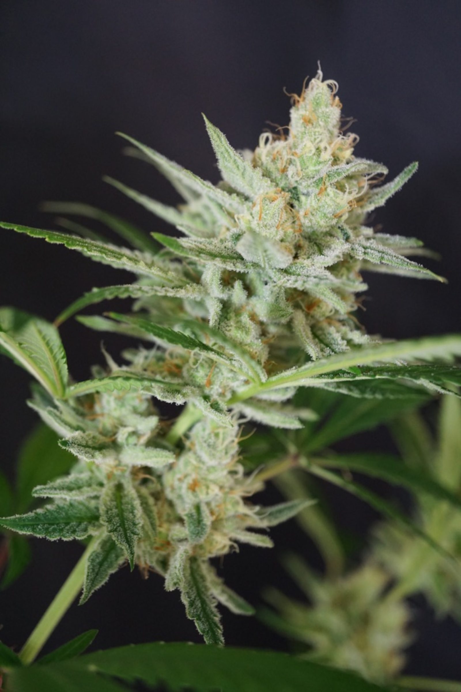 Aloha Limone flowering cannabis, as labeled by the cited photo source