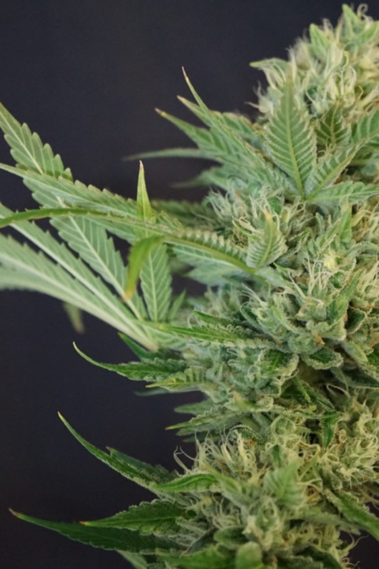Chemodo Dragon flowering cannabis, as labeled by the cited photo source
