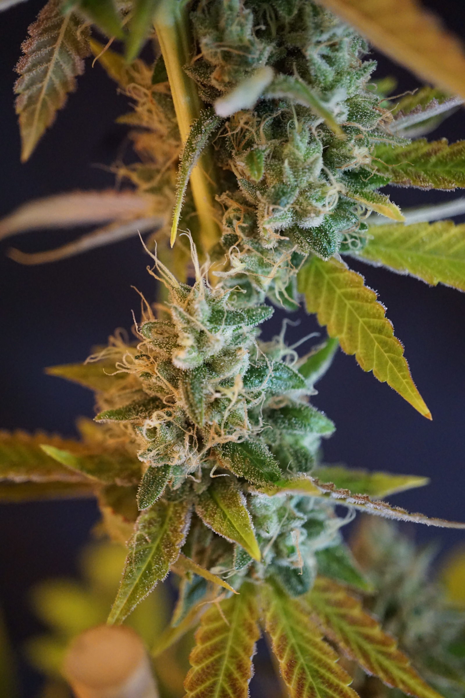 Sunburn flowering cannabis, as labeled by the cited photo source