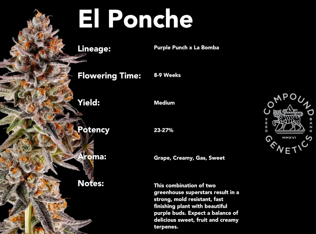 El Ponche