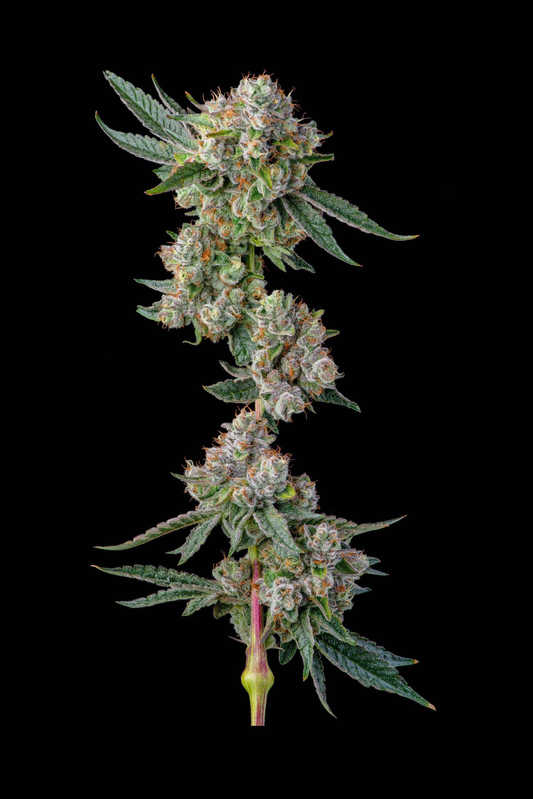 Glue 31 flowering cannabis, as labeled by the cited photo source