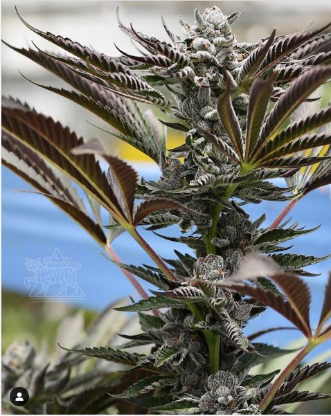 Jokerz: strain page photo, credit seedfinder.eu, copyright status shown with credit copyright unverified