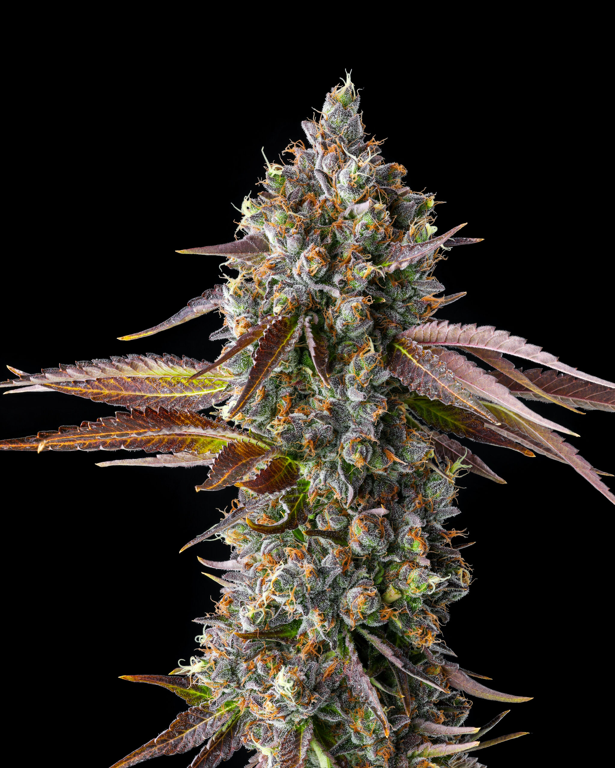 Strawberry Skrilla flowering cannabis, as labeled by the cited photo source