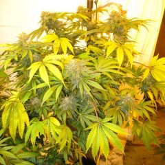 New York Haze Cookies