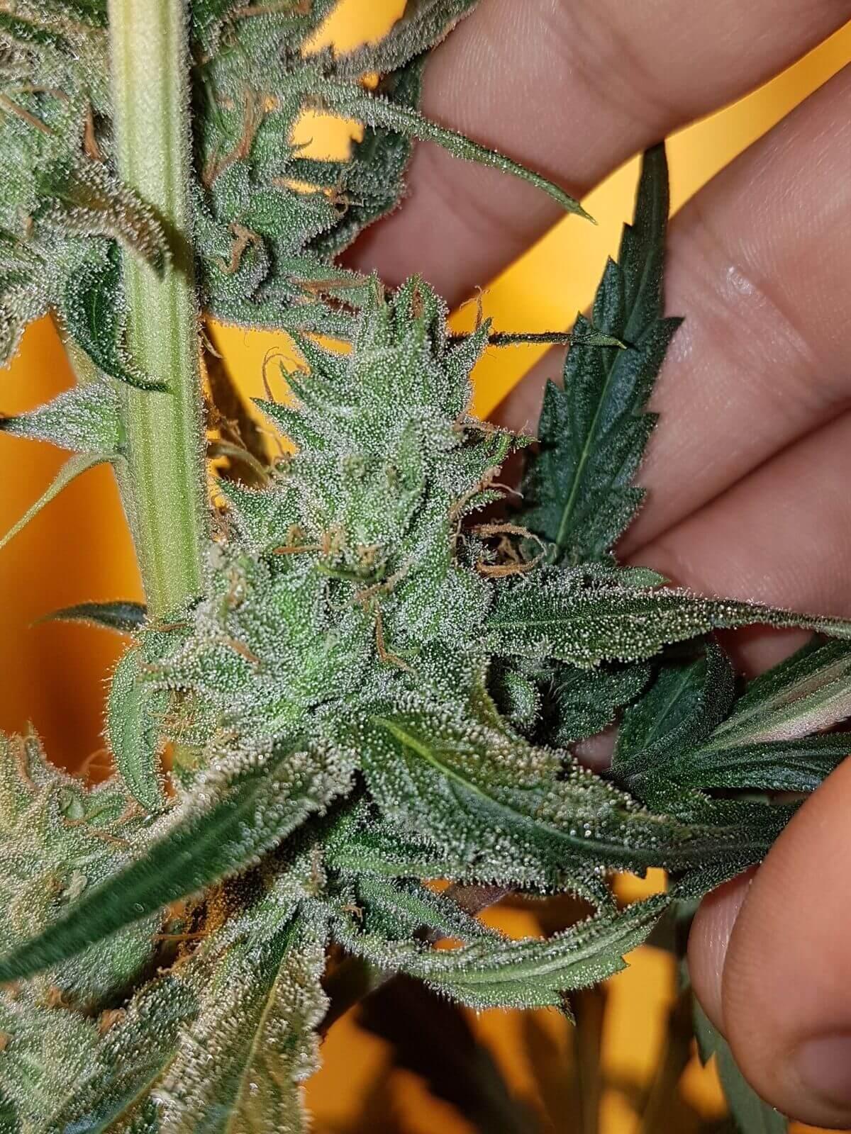 Old School Hazy Jones