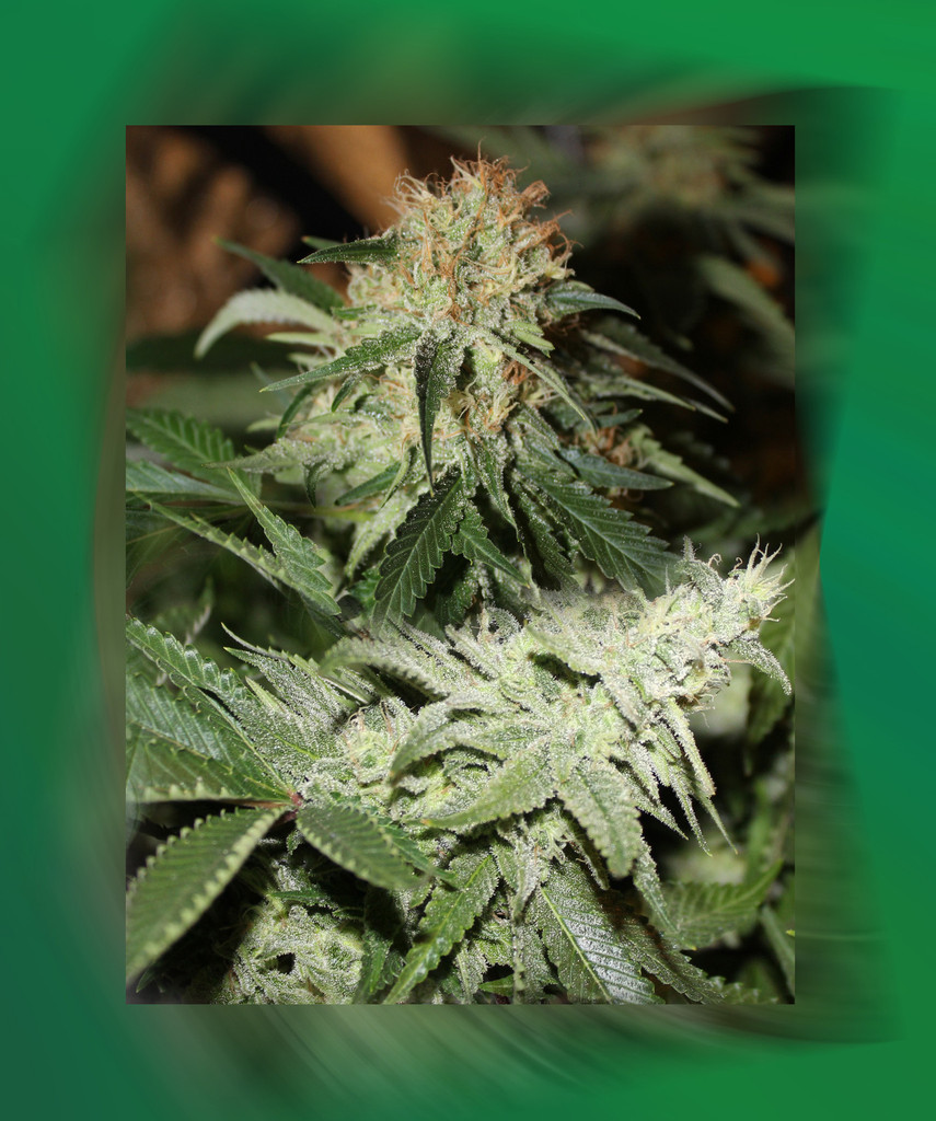 Strawberries and Cream: strain page photo, credit seedfinder.eu, copyright status shown with credit copyright unverified