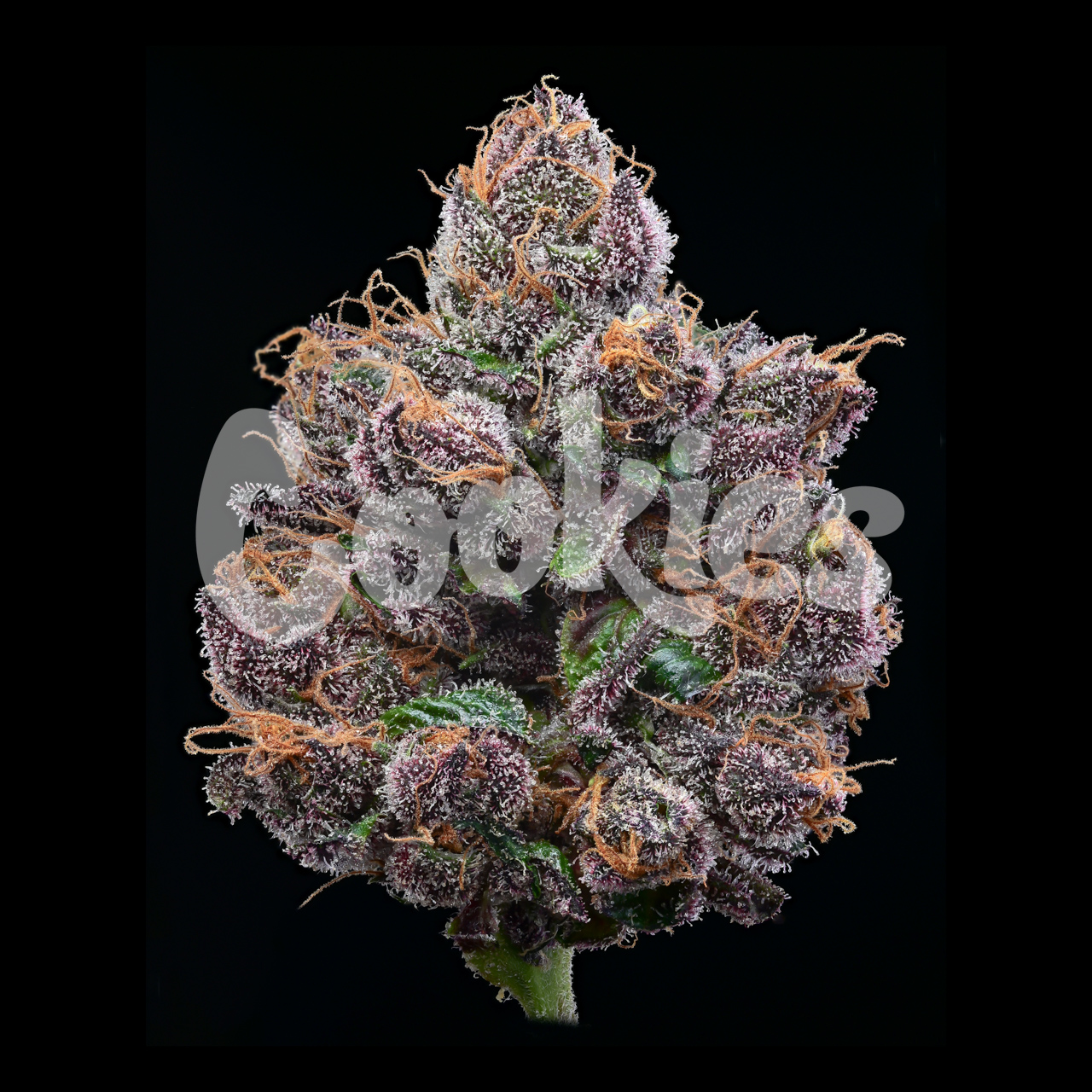 Candy Candy (Cookie Fam Genetics) :: Cannabis Strain Info