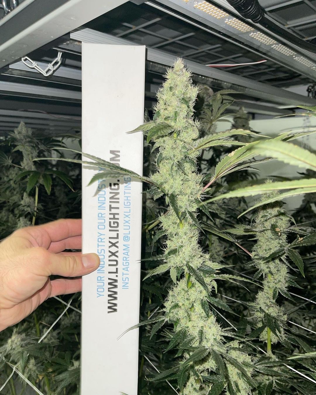 Munyunz flowering cannabis, as labeled by the cited photo source