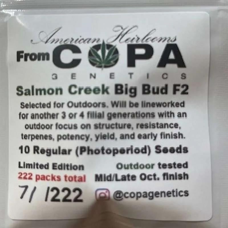 Salmon Creek Big Bud