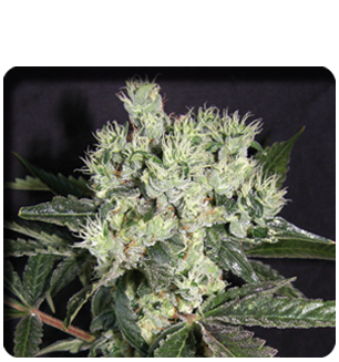 Nebulosa