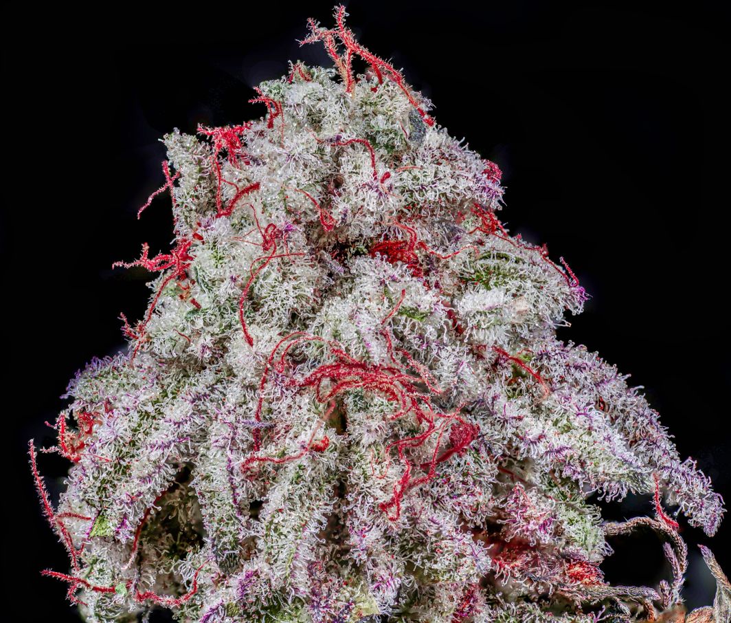Oreo Big Stuff flowering cannabis, as labeled by the cited photo source