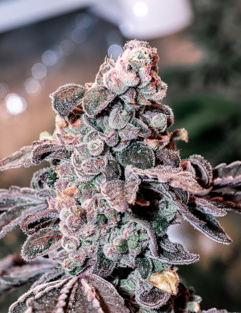 The A.B.O. archive 0