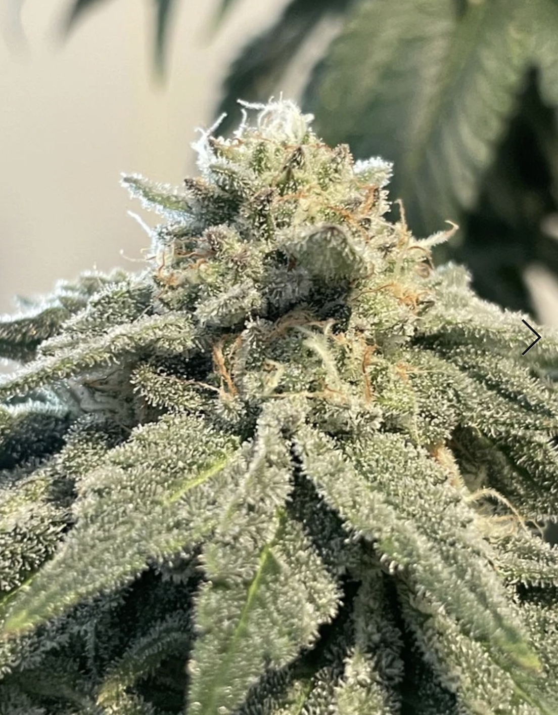 Eastern Hashplant archive 0