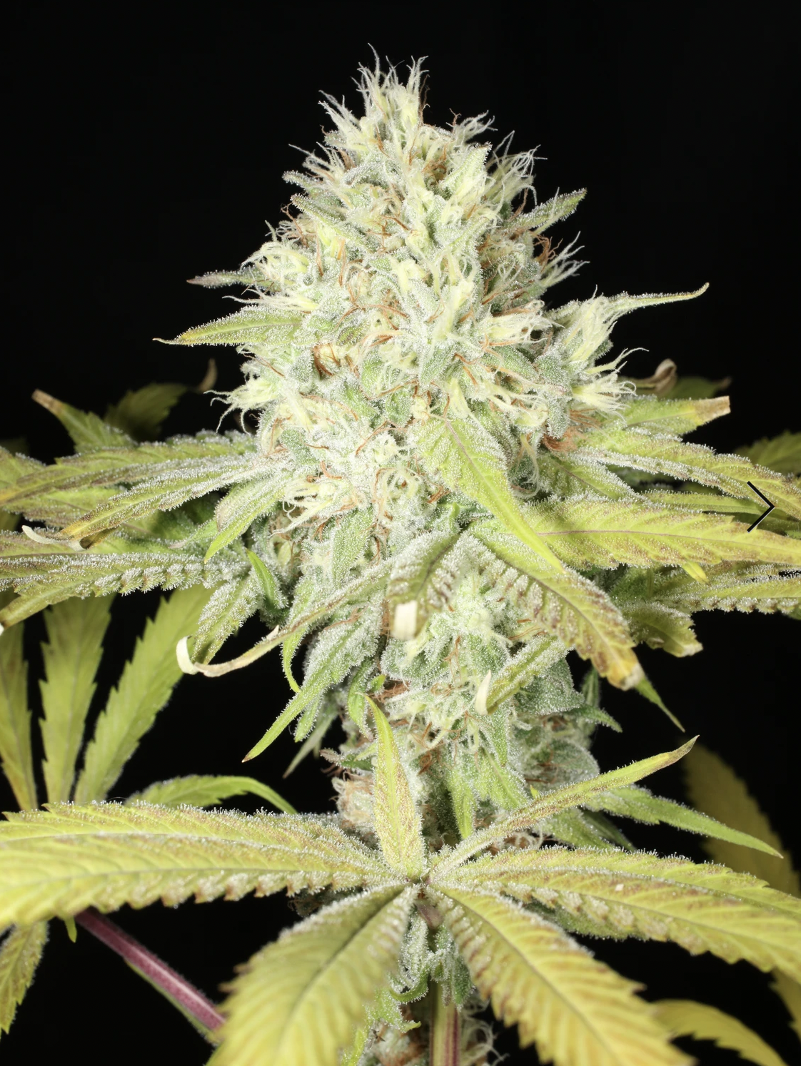 Neville's Hindu Haze