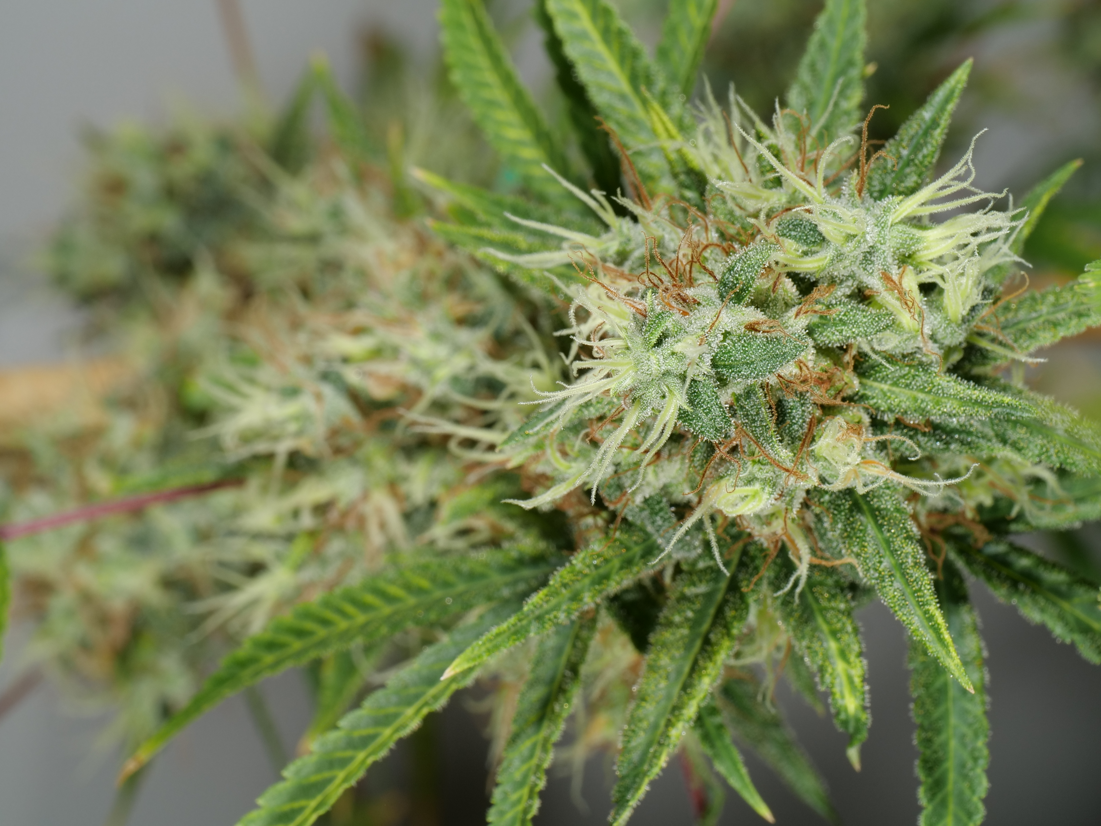 Olskoo Haze archive 0