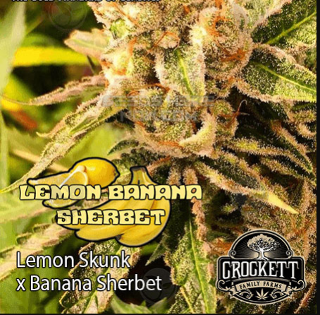 Lemon Banana Sherbert