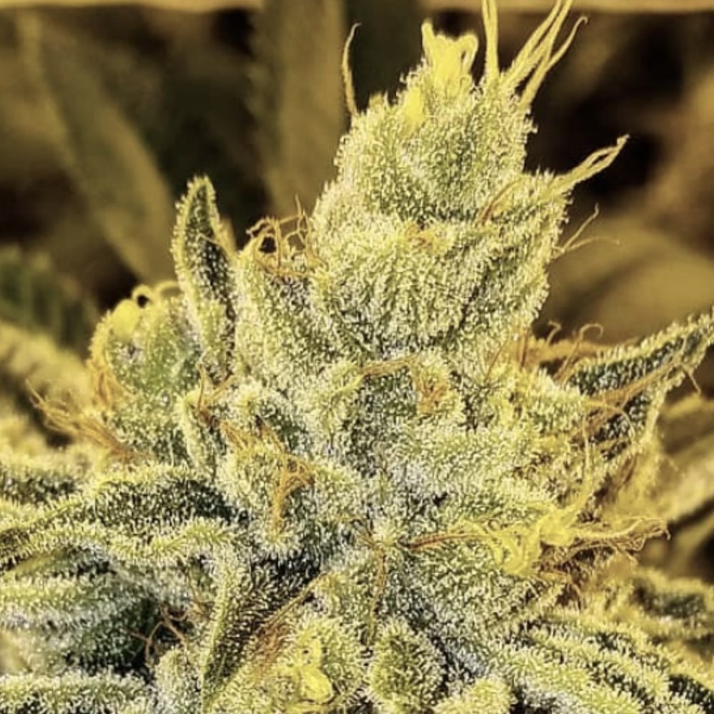 Strawnana Juice flowering cannabis, as labeled by the cited photo source