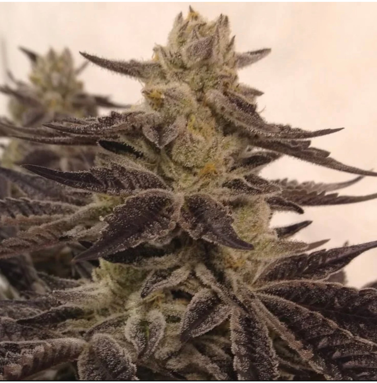 Tri-Dog flowering cannabis, as labeled by the cited photo source