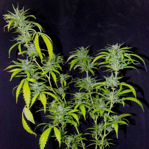 Demon Latcher archive 0