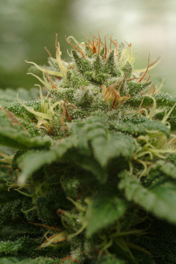 Cannadential flowering cannabis, as labeled by the cited photo source