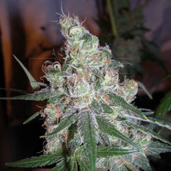 Chocolope: strain page photo, credit seedfinder.eu, copyright status shown with credit copyright unverified