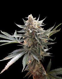 WEEDページ　Tangie 300ml Tangie (DNA Genetics Seeds) :: Cannabis Strain Info :: SeedFinder.eu