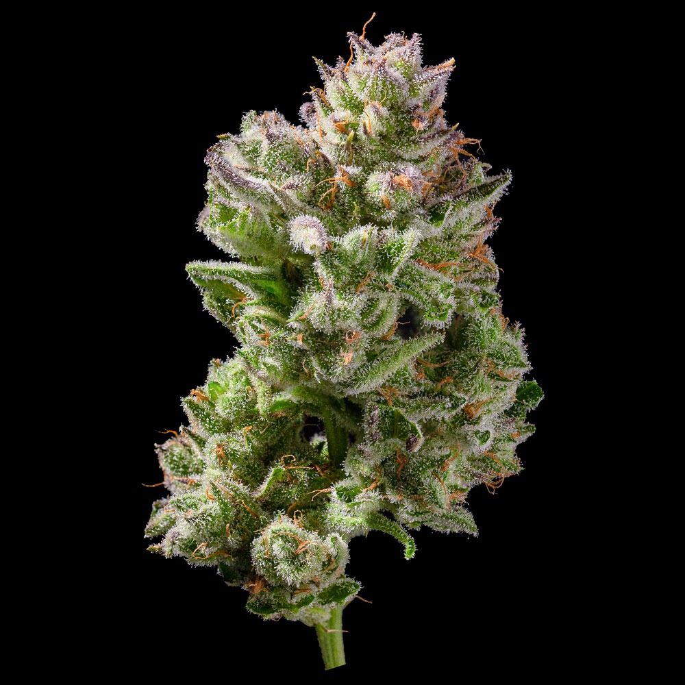 Ztrawberriez flower, as labeled by the cited photo source