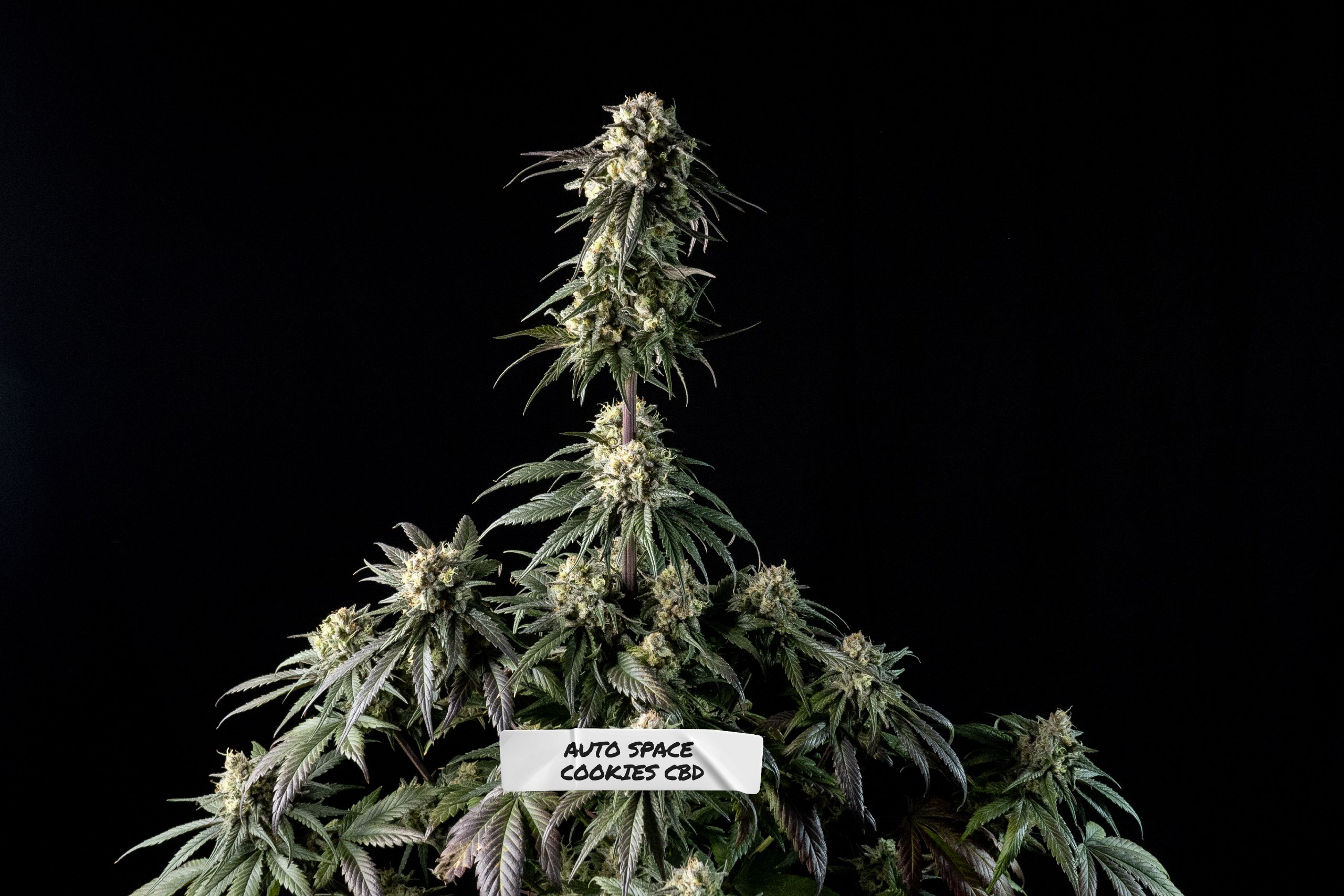 Auto Space Cookies CBD