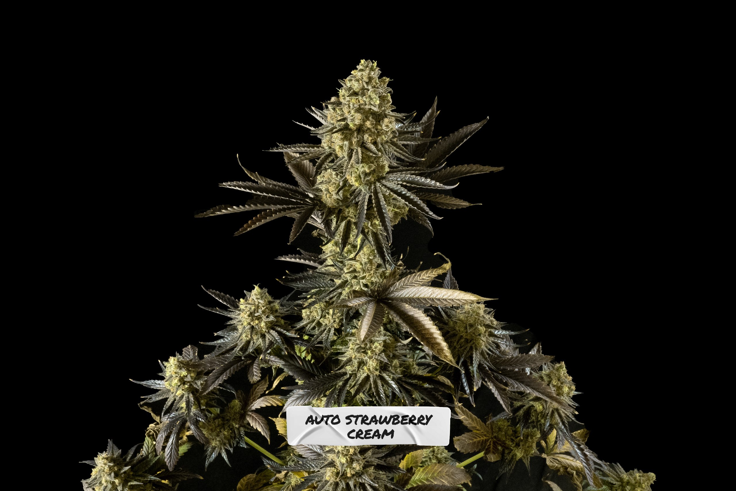 Auto Strawberry Cream archive 0