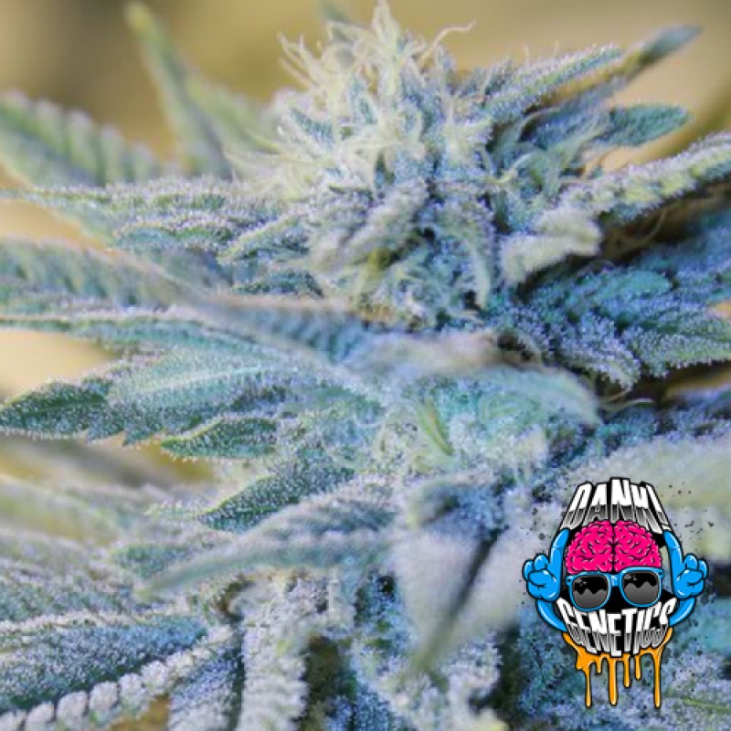 Auto Fire OG archive 0