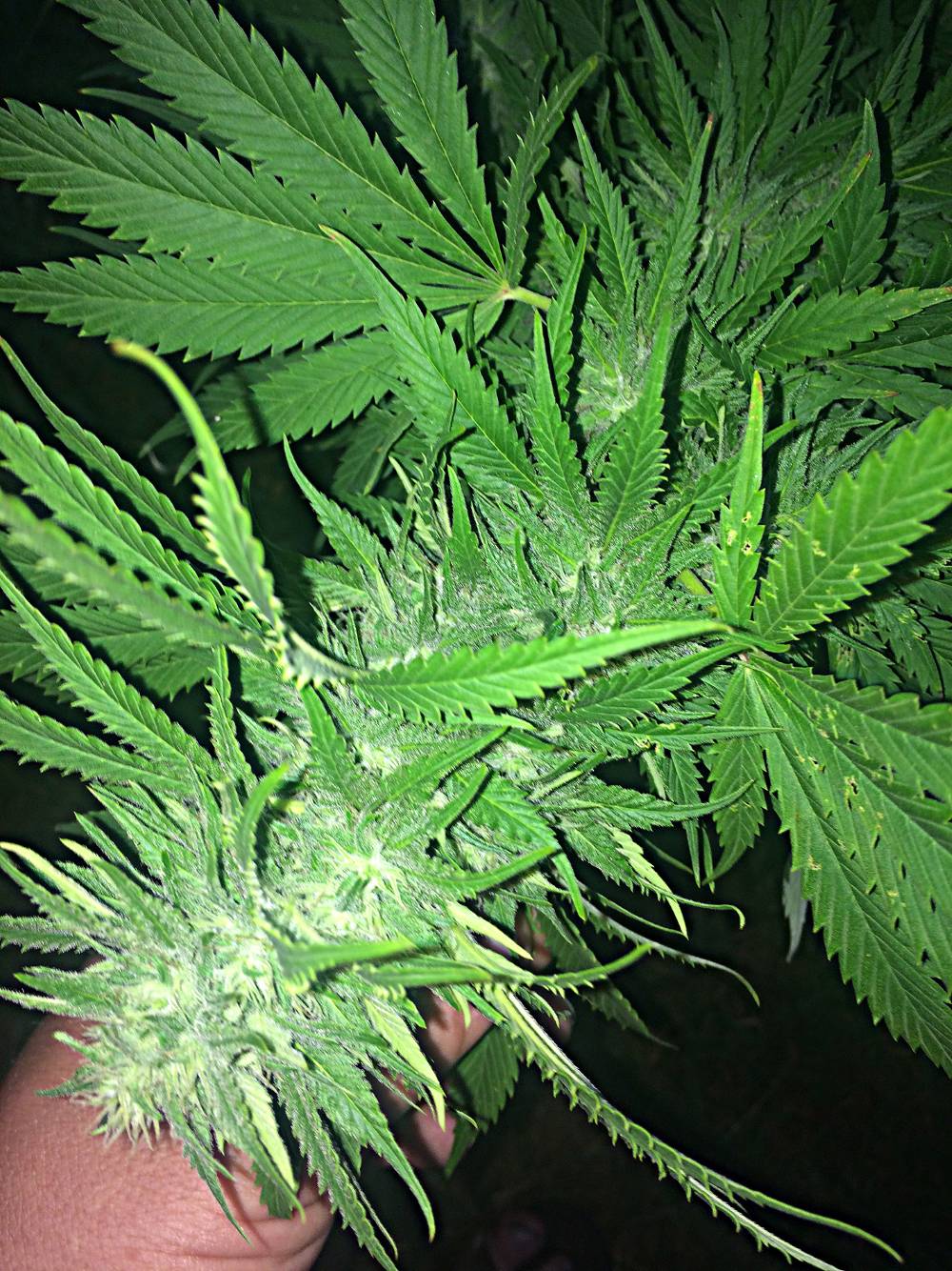 Ultimate Banana Kush