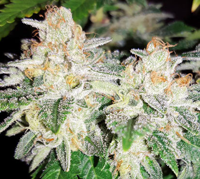 Kings Banner XIII archive 0