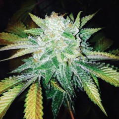 Orange Cream: strain page photo, credit seedfinder.eu, copyright status shown with credit copyright unverified