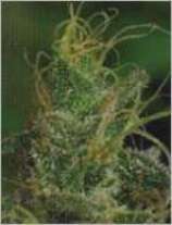 Magic Crystal archive 0