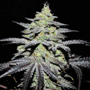 Grape flowering cannabis, as labeled by the cited photo source