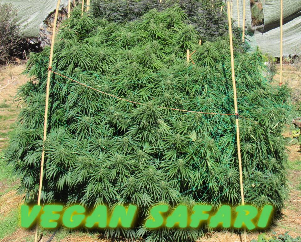 Vegan Safari