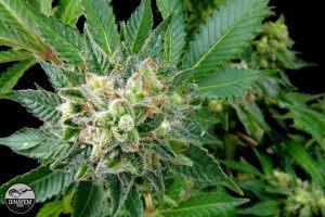 Diesel flowering cannabis, as labeled by the cited photo source