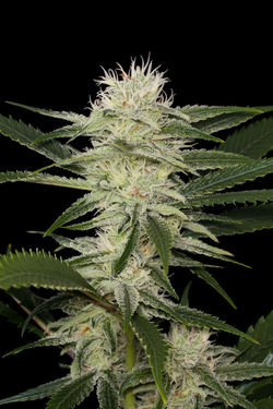 Original Amnesia: strain page photo, credit seedfinder.eu, copyright status shown with credit copyright unverified