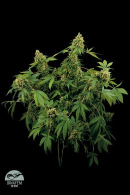 Santa Sativa (Dinafem) :: Cannabis Strain Info :: SeedFinder.eu