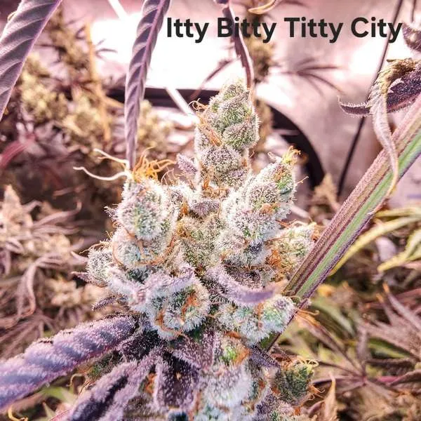 Itty Bitty Titty City