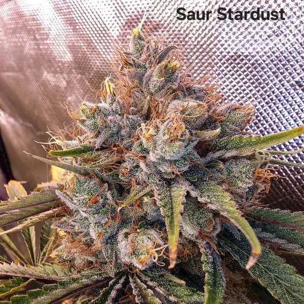 Saur Stardust archive 0