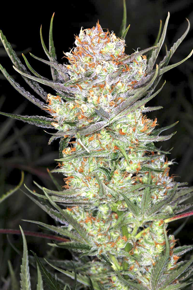 Auto AK-47 XL (Divine Seeds) :: Cannabis Strain Info :: SeedFinder.eu