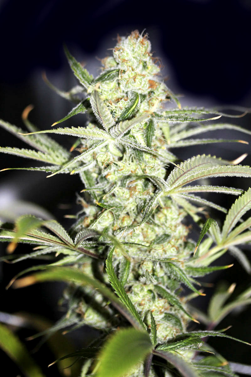 Auto Big Bang archive 0