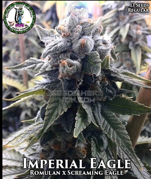 Imperial Eagle
