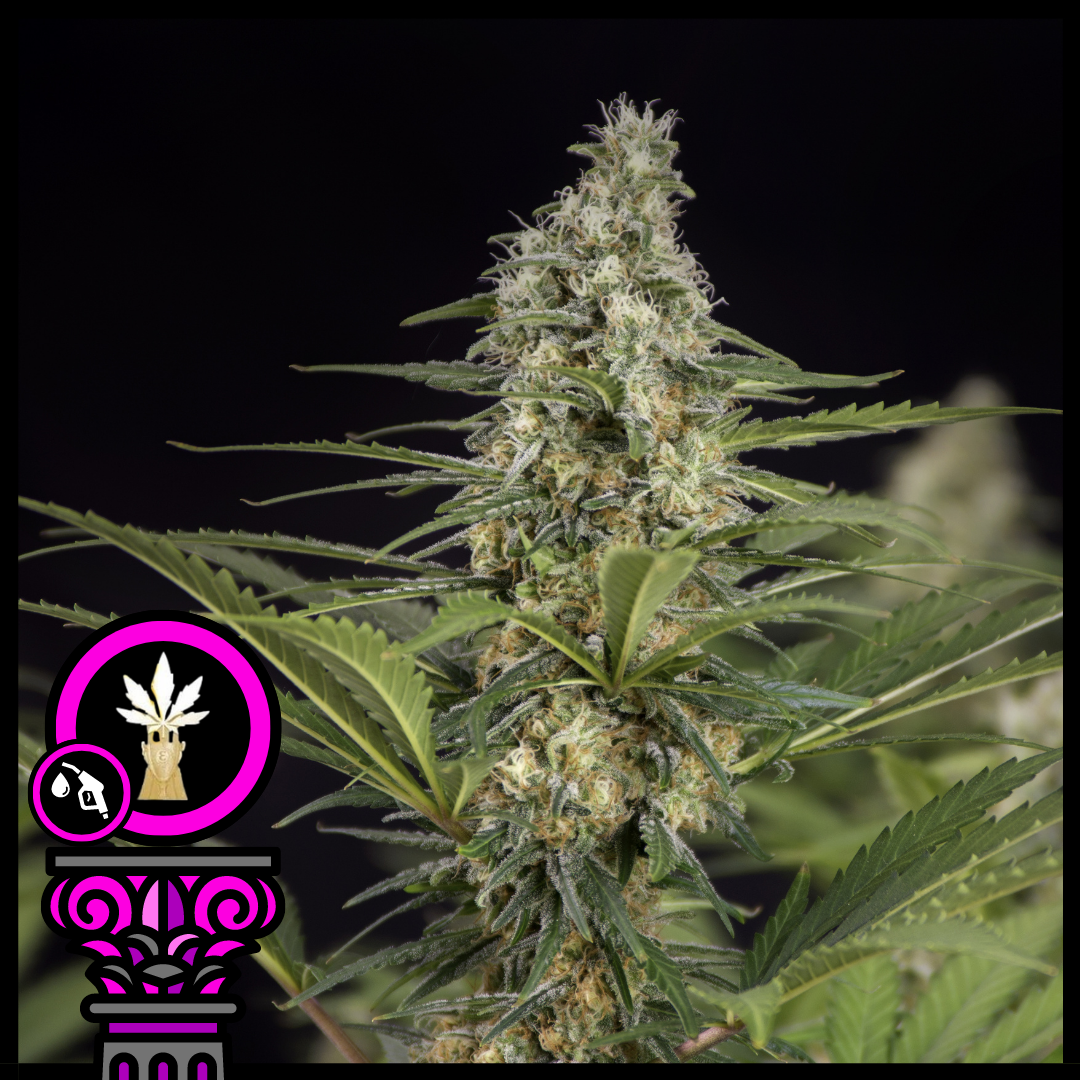 Critical Kush (Domus Seeds) :: Cannabis Strain Info :: SeedFinder.eu