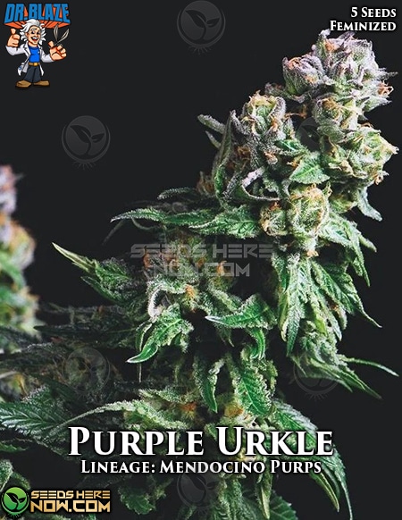 Purple Urkle: strain page photo, credit seedfinder.eu, copyright status shown with credit copyright unverified