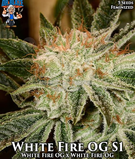 White Fire OG: strain page photo, credit seedfinder.eu, copyright status shown with credit copyright unverified