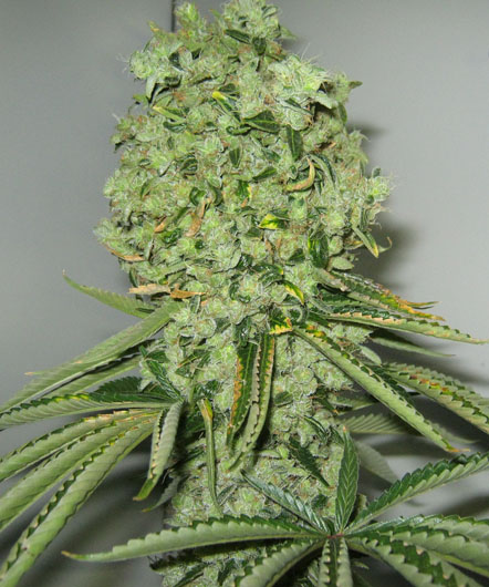East Coast Sour Diesel (Dr. Greenthumb) :: Cannabis Strain Info ::  SeedFinder.eu