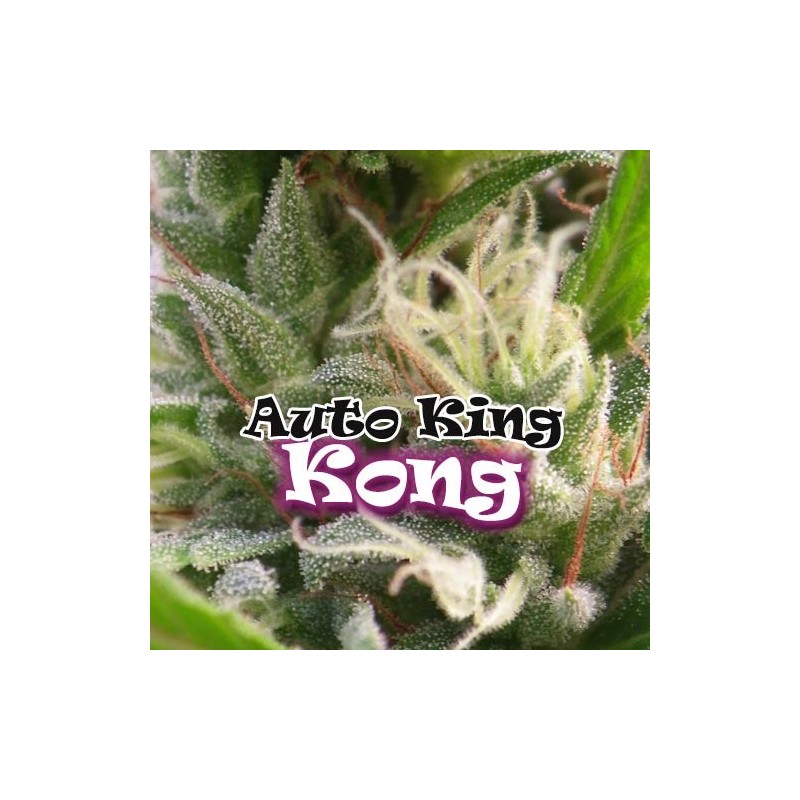 Auto King Kong